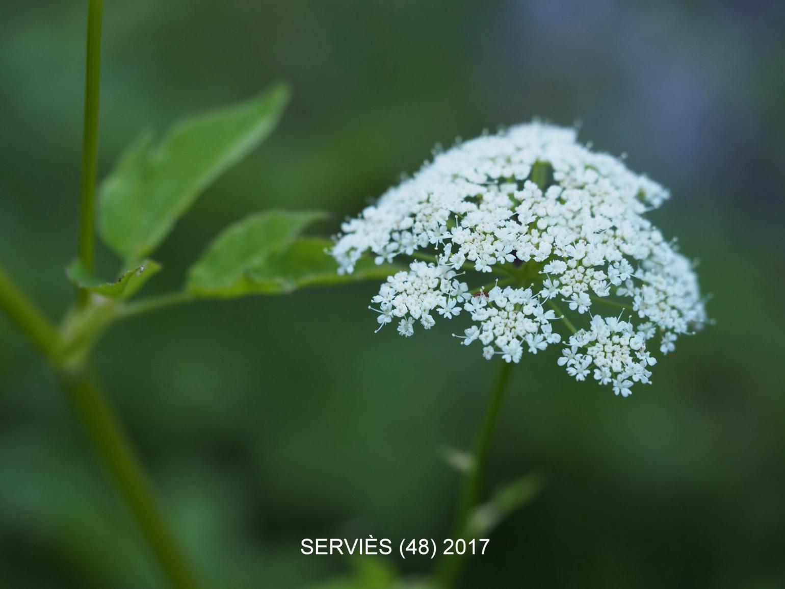 Ground-elder